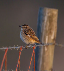 Close-up of bird perching