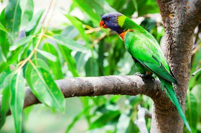 Close-up of parrot perching on tree