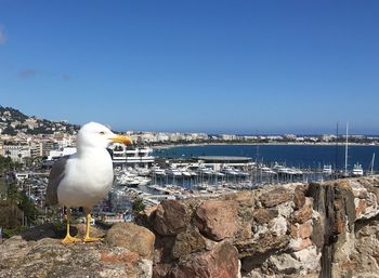 Seagull perching on rock by sea against clear sky