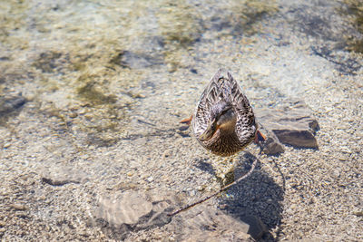 High angle view of butterfly on rock