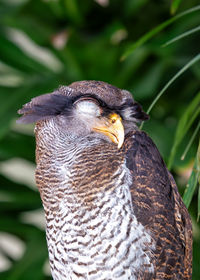 Close-up of bird