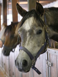 Close-up of horses at stable