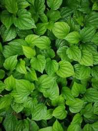 Full frame shot of green leaves