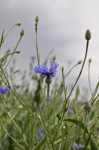 Close-up of purple crocus flowers on field