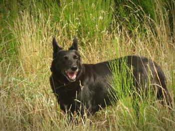 Dog standing on grassy field