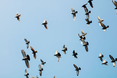 Low angle view of birds flying in sky