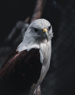 Close-up portrait of eagle