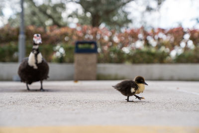 View of birds on road