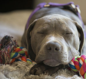 Close-up of dog relaxing