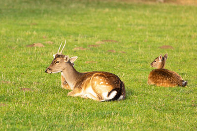 Side view of deer on grassy field