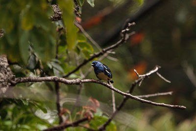 Turquoise tanager known as tangara mexicana can be found from venezuela to bolvia