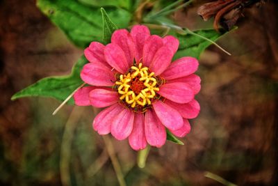 Close-up of pink flower