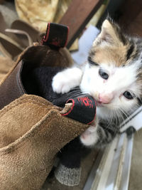 Close-up of a cat