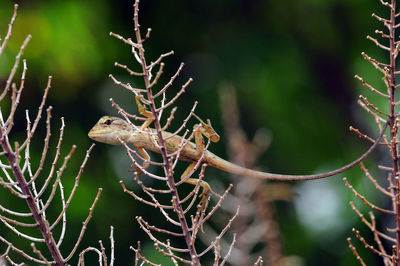 Close-up of lizard on tree