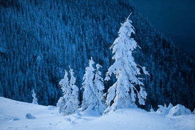 Winter landscape from rodnei mountain. a cold foggy morning with heavy snow.