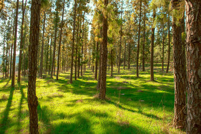 Pine trees in forest