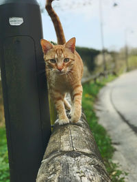 Portrait of cat