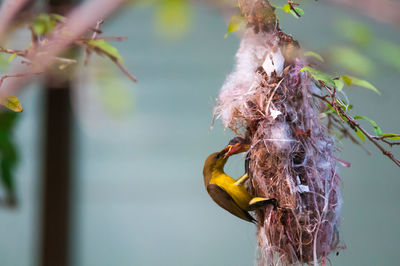 Close-up of bird hanging on plant