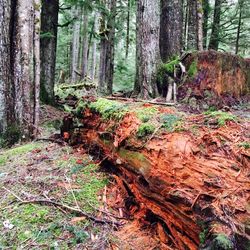 Trees in forest