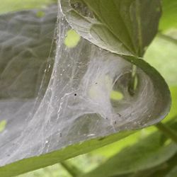 Close-up of leaves on plant