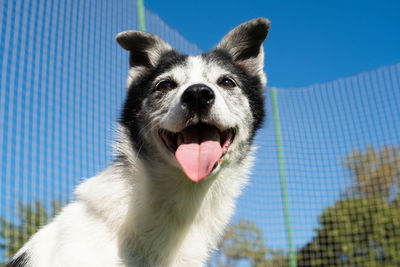 Close-up of dog