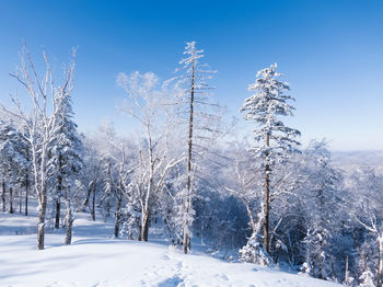 Trees on snow covered field against sky