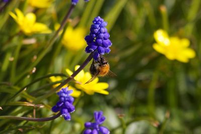 Close-up of bee pollinating on purple flower