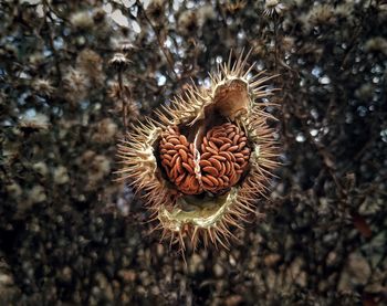 Close-up of dried plant