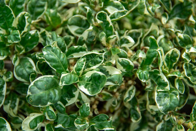 Full frame shot of plants