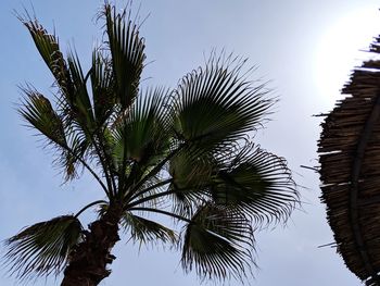 Low angle view of coconut palm tree against sky