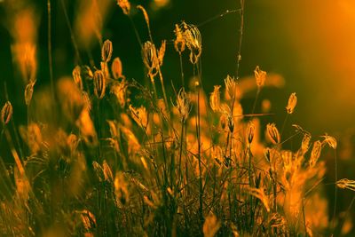 Close-up of yellow flowering plants on field during sunset