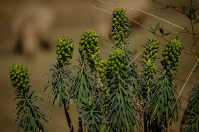 Close-up of plant