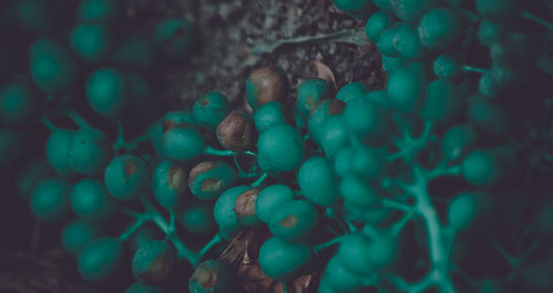 Close-up of fruit growing on plant