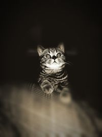 Portrait of cat sitting against black background