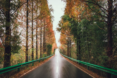 Road amidst trees in forest