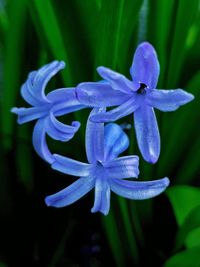 Close-up of purple flowering plant