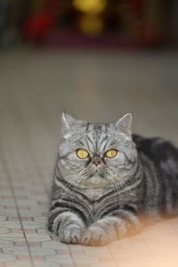 Portrait of a cat lying on floor