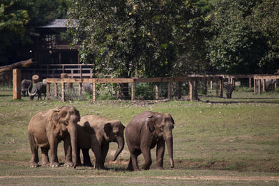 Asian elephants in an elephant farm in thailand wide lawn area there is space for text.