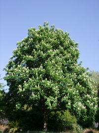 Low angle view of tree against blue sky