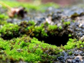 Close-up of insect on grass