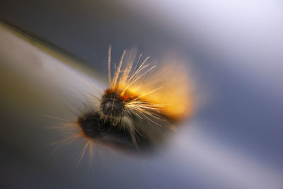 Close-up of dandelion flower