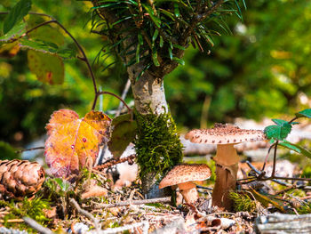 Close-up of mushroom on tree