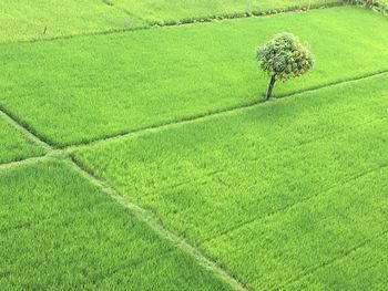 High angle view of corn field