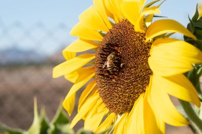 Close-up of bee on sunflower