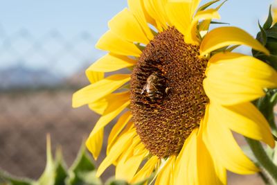 Close-up of bee on sunflower