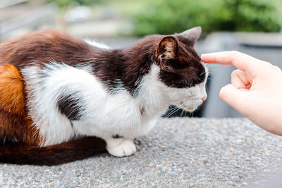 Close-up of hand holding cat