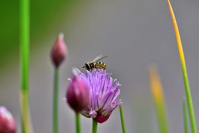 Bee on chive blossom