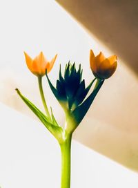 Close-up of flowering plant against white background