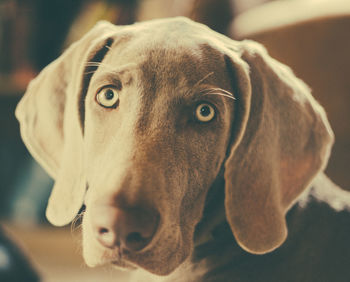 Close-up portrait of weimaraner at home