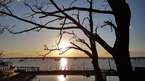 Silhouette tree by sea against sky during sunset